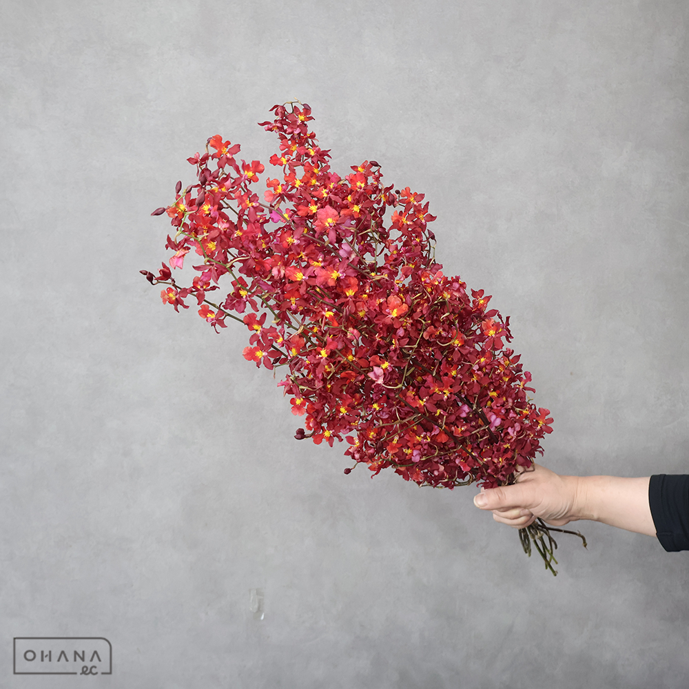 オンシジューム　レッドチェリー　L 60cm