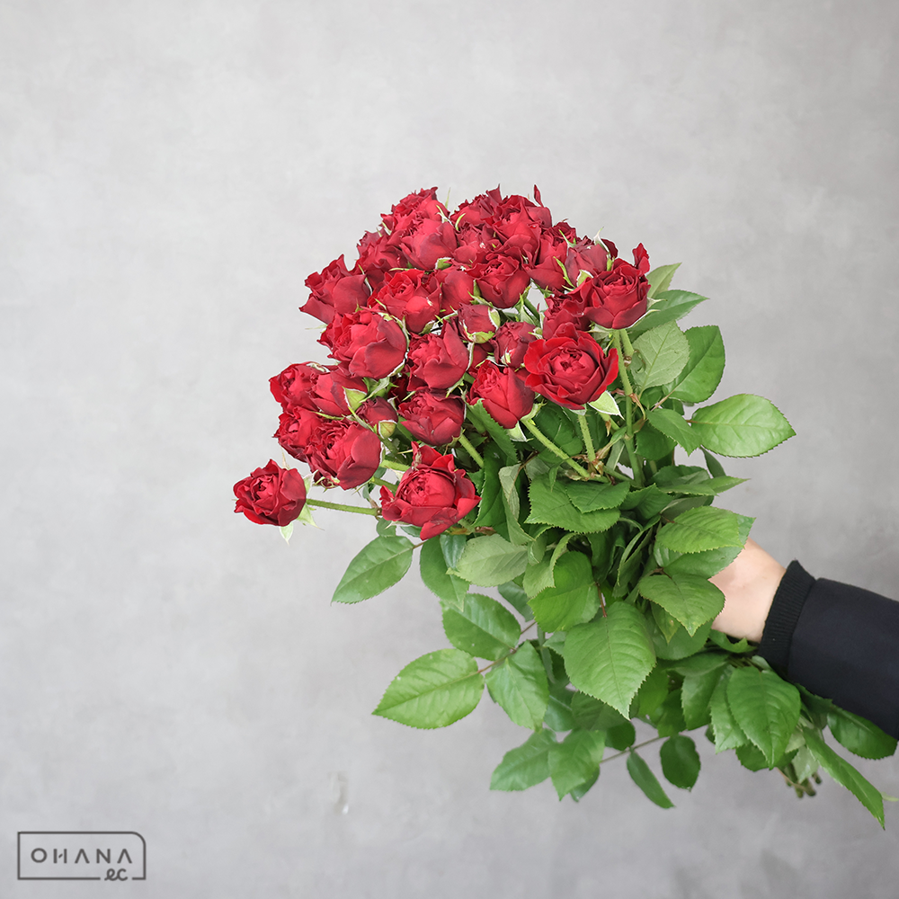 ＳＰバラ赤　タマンゴ　秀 60cm