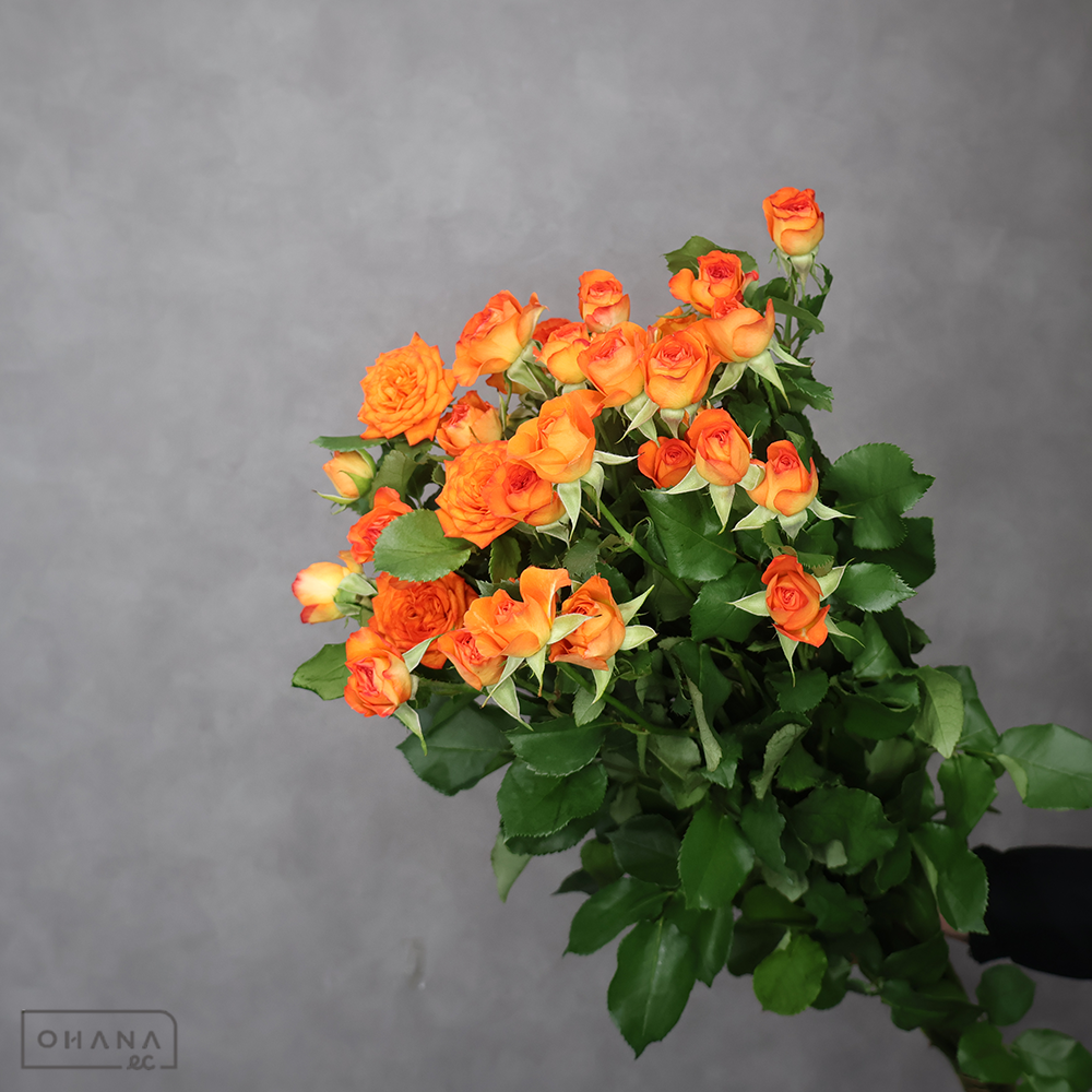 ＳＰバラオレンジ　ベイブ　優 70cm