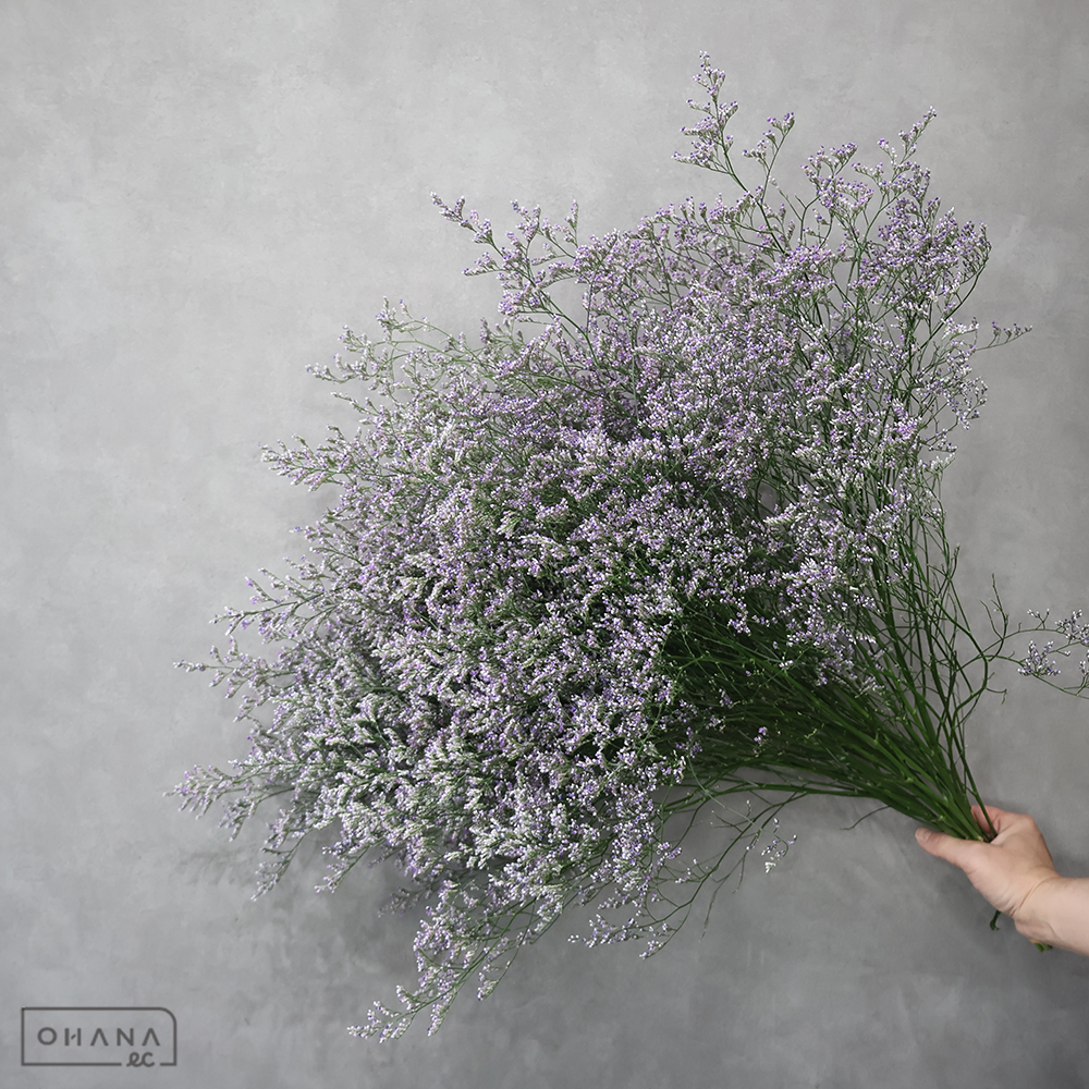 ＨＢスターチス青　ブルーウェーブ　優 70cm