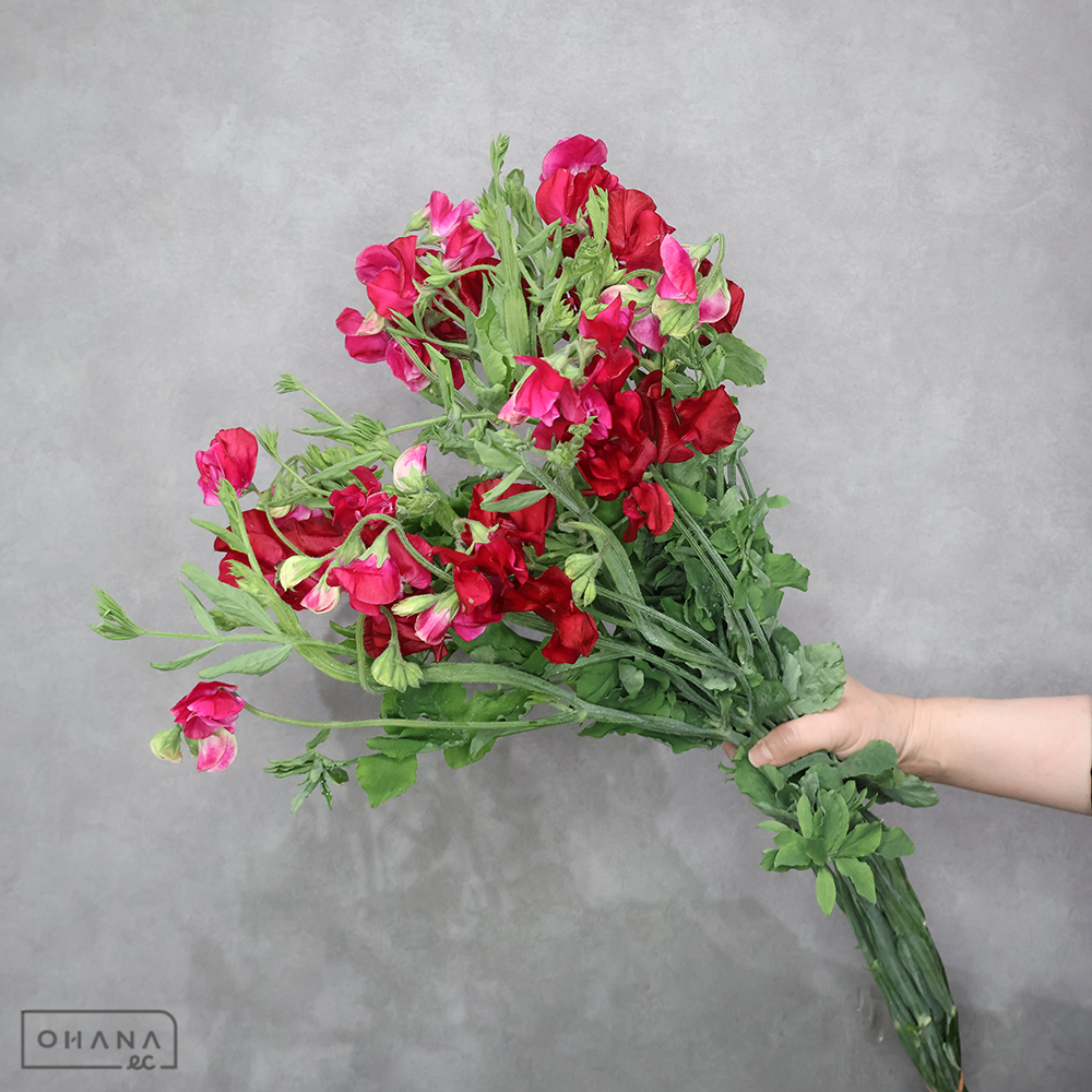 スイートピー　ムジカクリムゾン 枝切