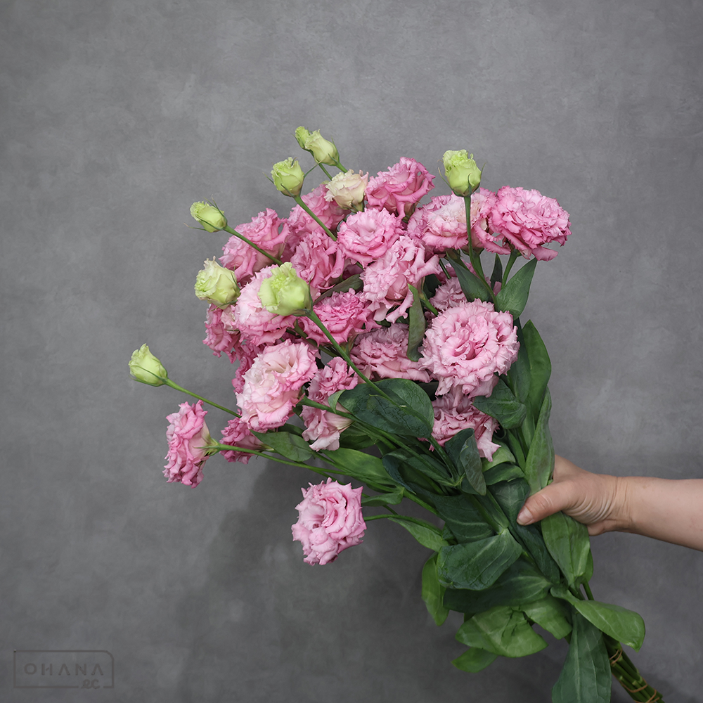 トルコキキョウピンク　セレブモアピンク　秀 60cm 3輪