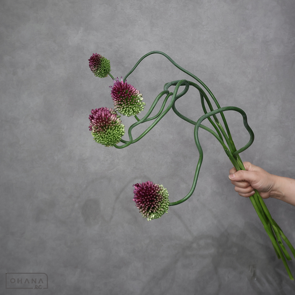 アリウム　陽気なオテモヤン ※5本束　秀2L