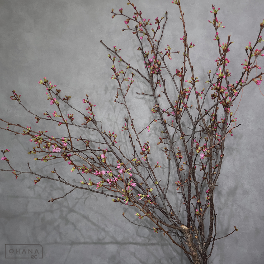 さくら　プリンセスミヤビ ※5本束　秀 120cm