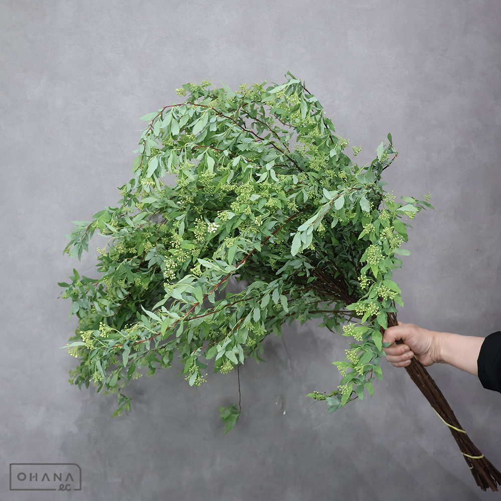 こでまり　秀L 100cm