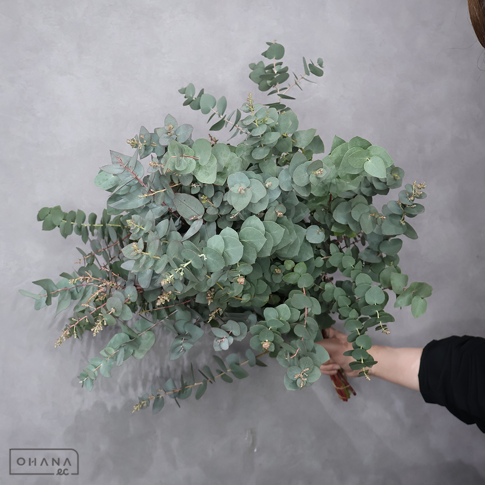 ユーカリ　ブリッジシアナ　秀 60cm