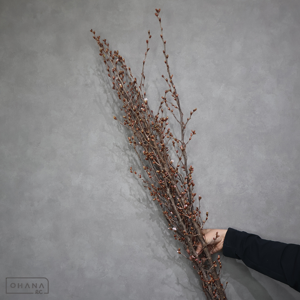 さくら　東海桜 ※5本束　 120cm