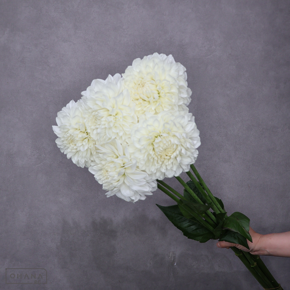 ダリア白　彩雪　秀 70cm