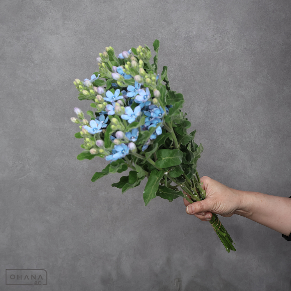 オキシペタラム　ピュアブルー　秀2L 45cm