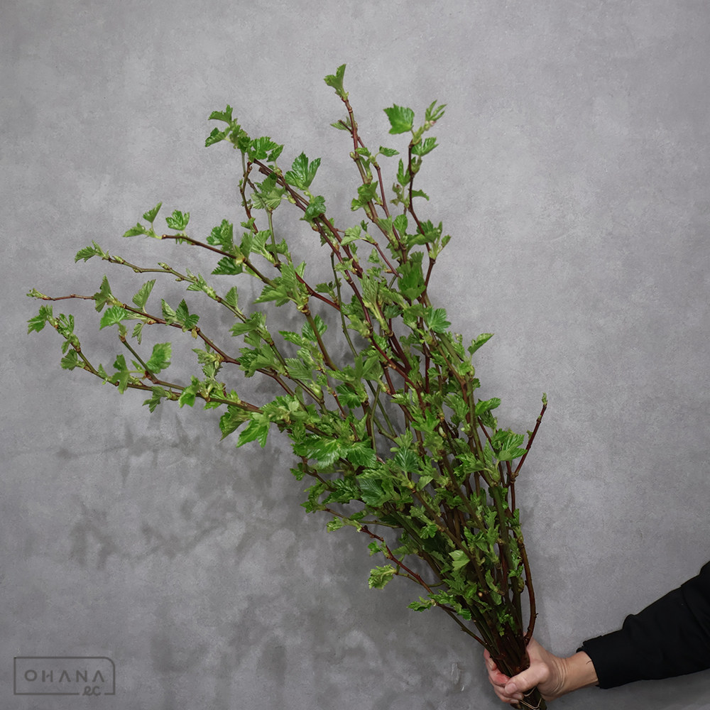 木イチゴ   芽吹き　 80cm