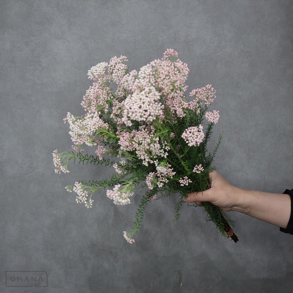 ワイルドフラワー　ライスフラワー　ピンク　 50cm