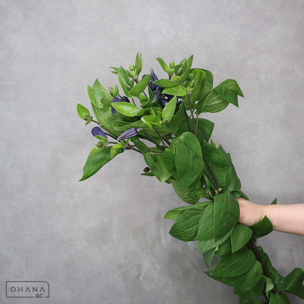 クレマチス ブルー　70cm