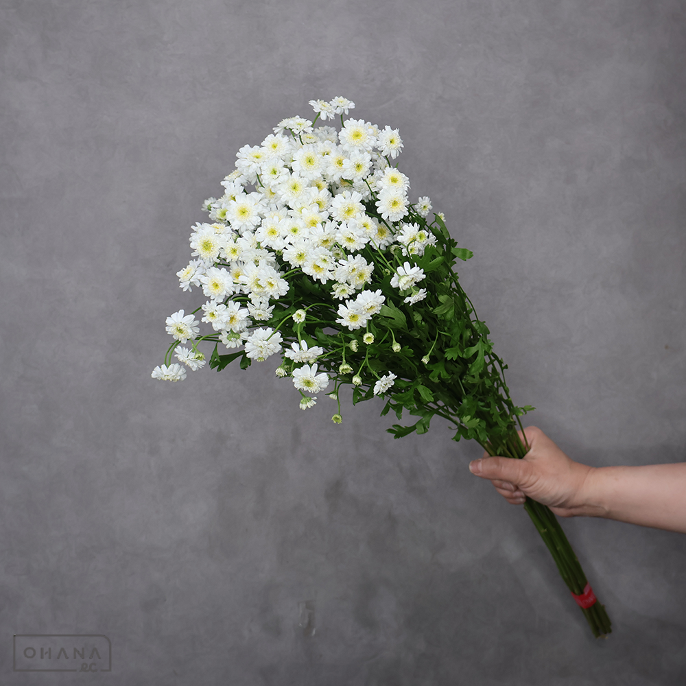 マトリカリア　ダブルラテ　70cm