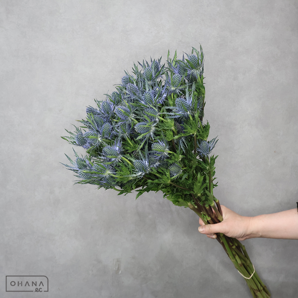 エリンジューム　ブルーラグーン　70cm