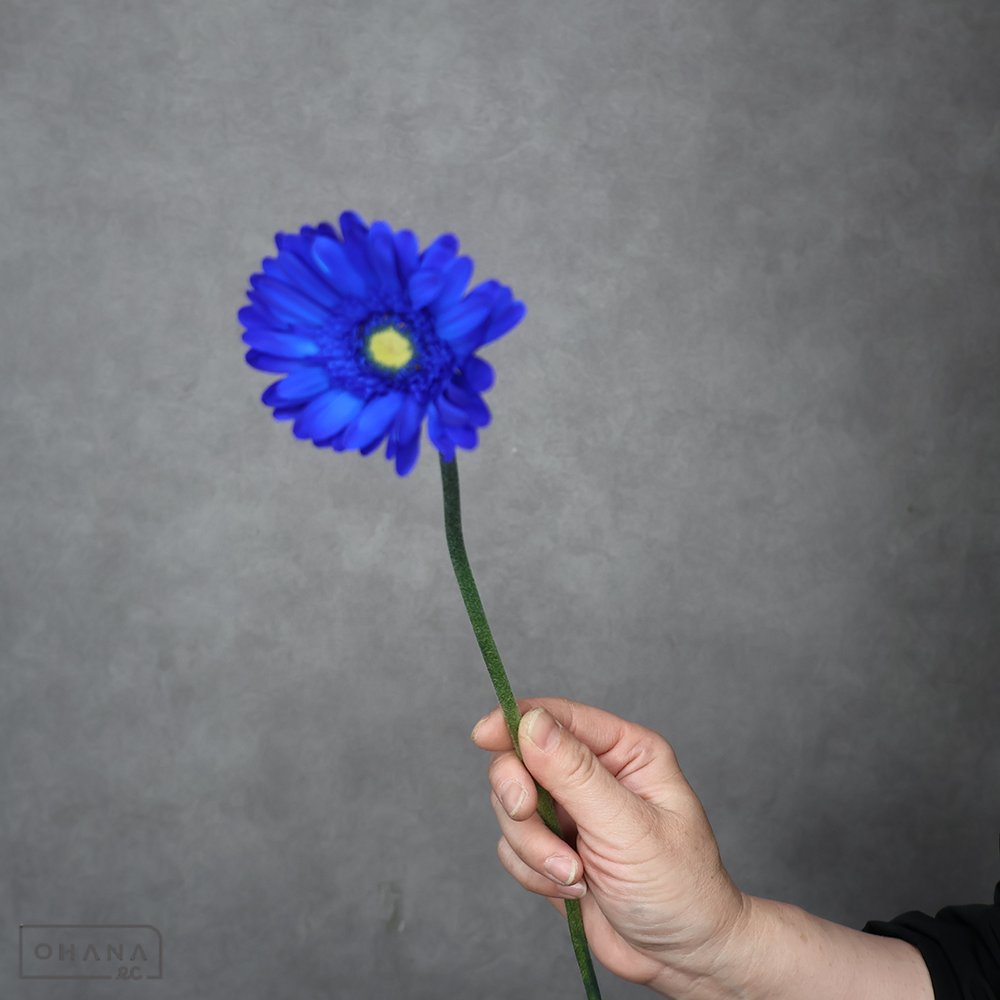 ガーベラ　ロイヤルブルー染　L  40-30cm
