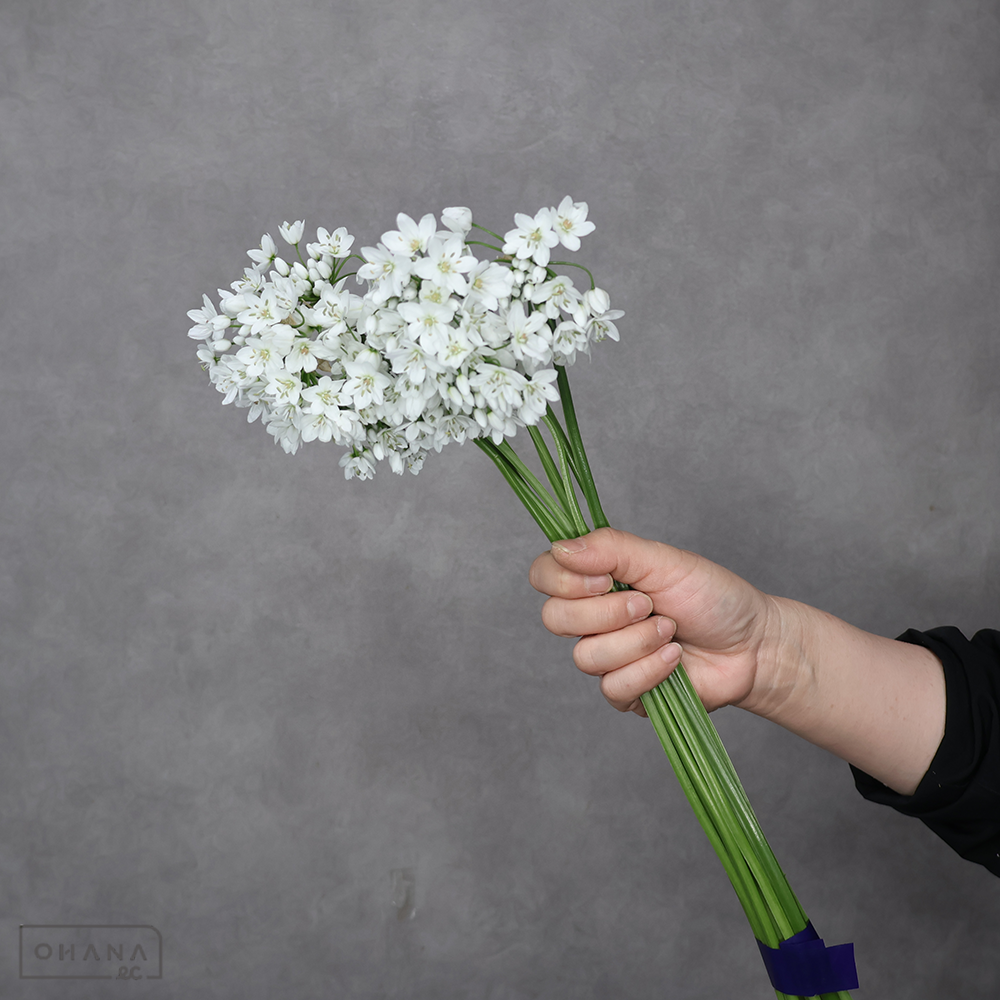 アリウム　コワニー　50cm