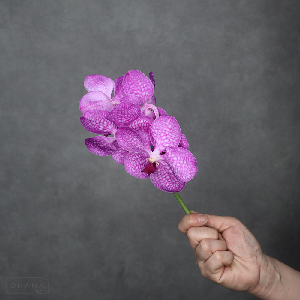 バンダ　ピンク　5F