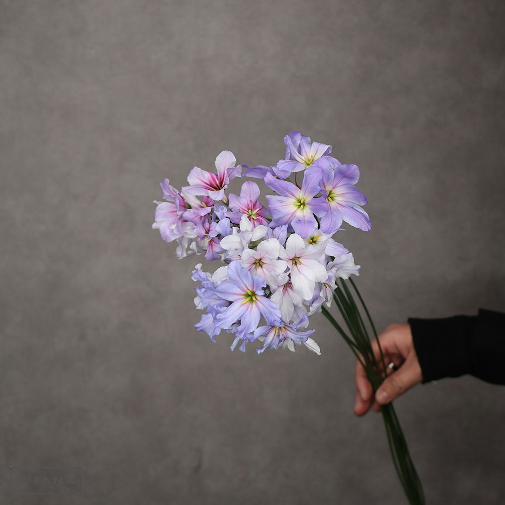 リューココリーネ　マーブル　秀70cm ※色バラツキあり