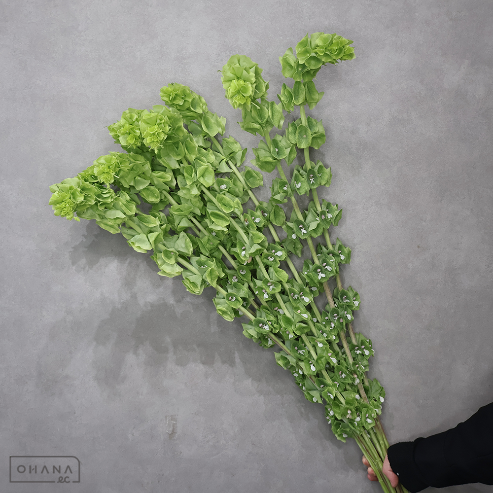 モルセラ　ベルズオブアイランド　秀80cm