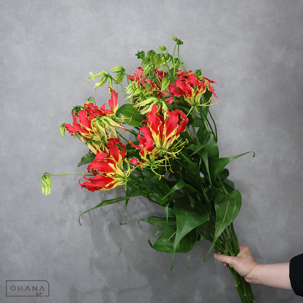 グロリオサ　サザンウインド　L