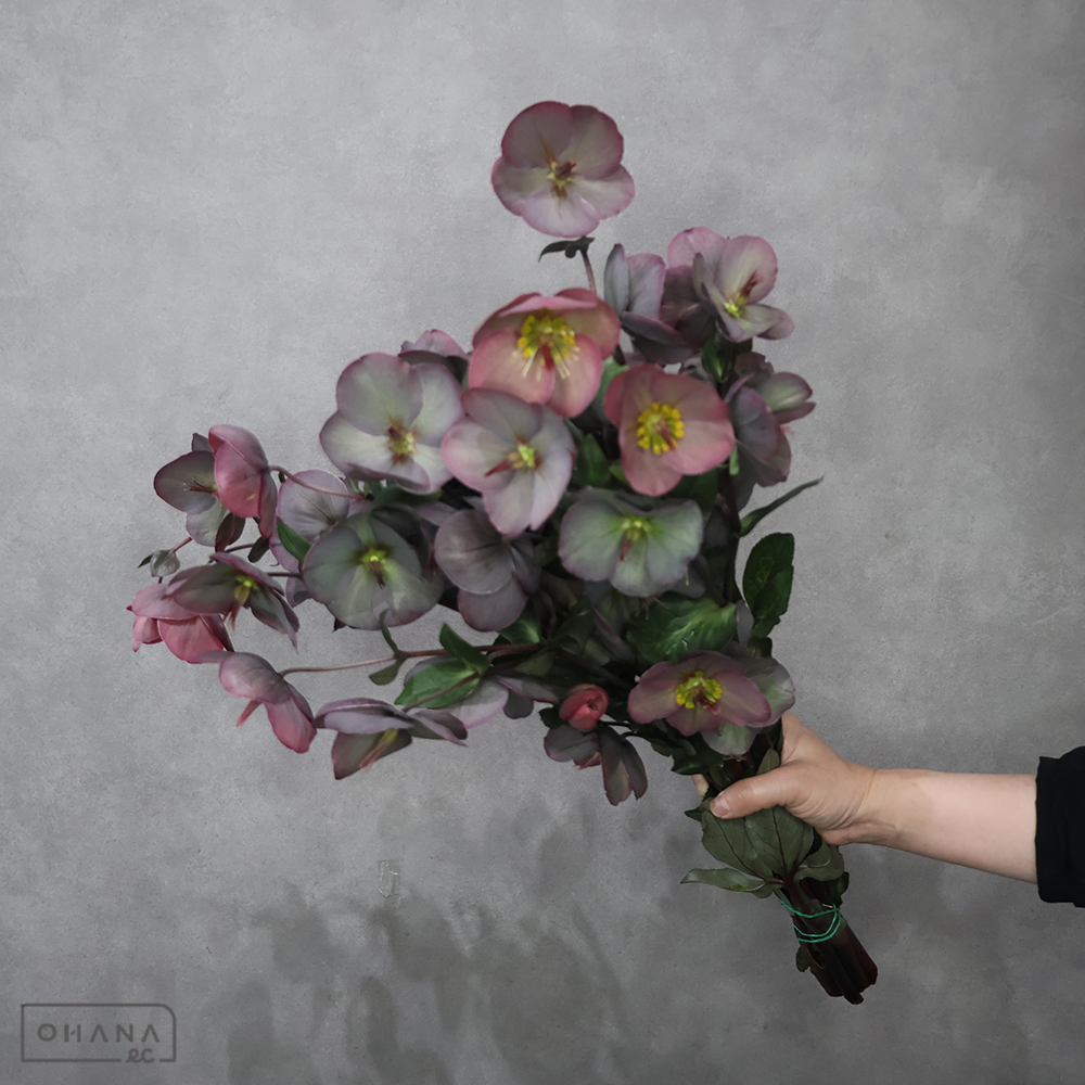 クリスマスローズ　ピンキーアン　ｾﾚｸﾄ65cm 