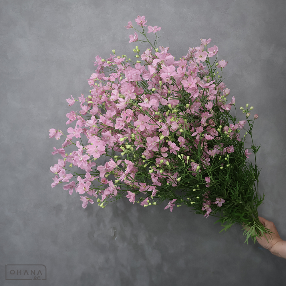 ＳＰデルフィ　さくら乙女　L