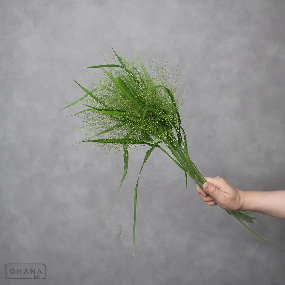 ホルデューム　ジュバタム ※20本束　秀大