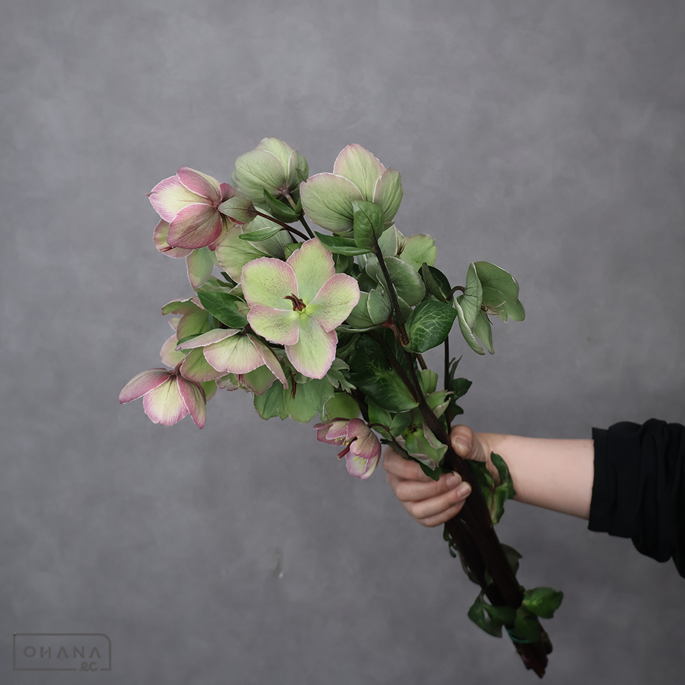 クリスマスローズ　ブラッシュアン　STD 60cm