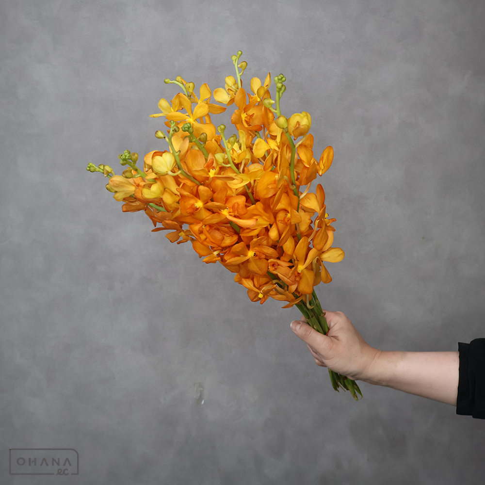 モカラ　サイアムゴールド　L