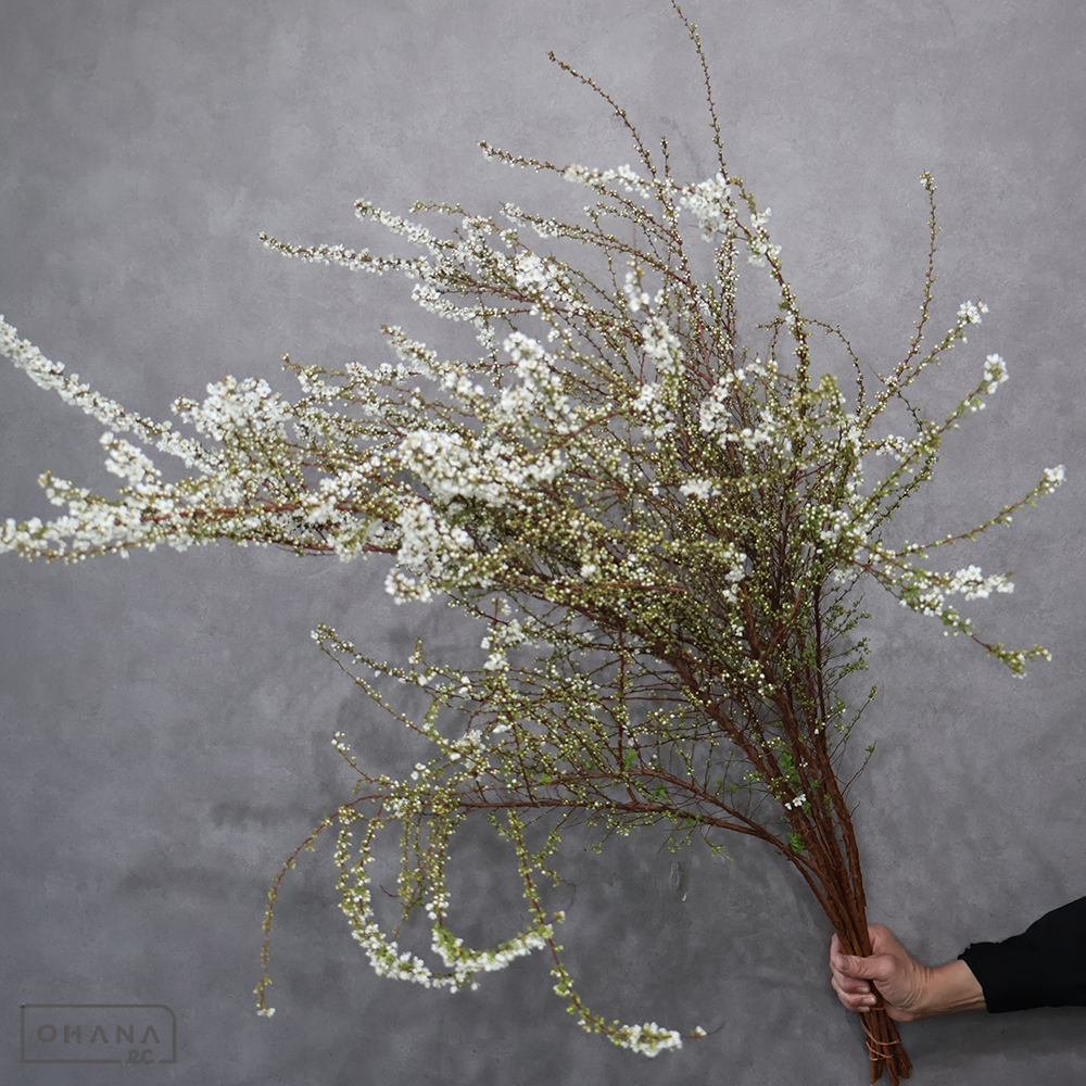 雪柳　※咲き　秀3L