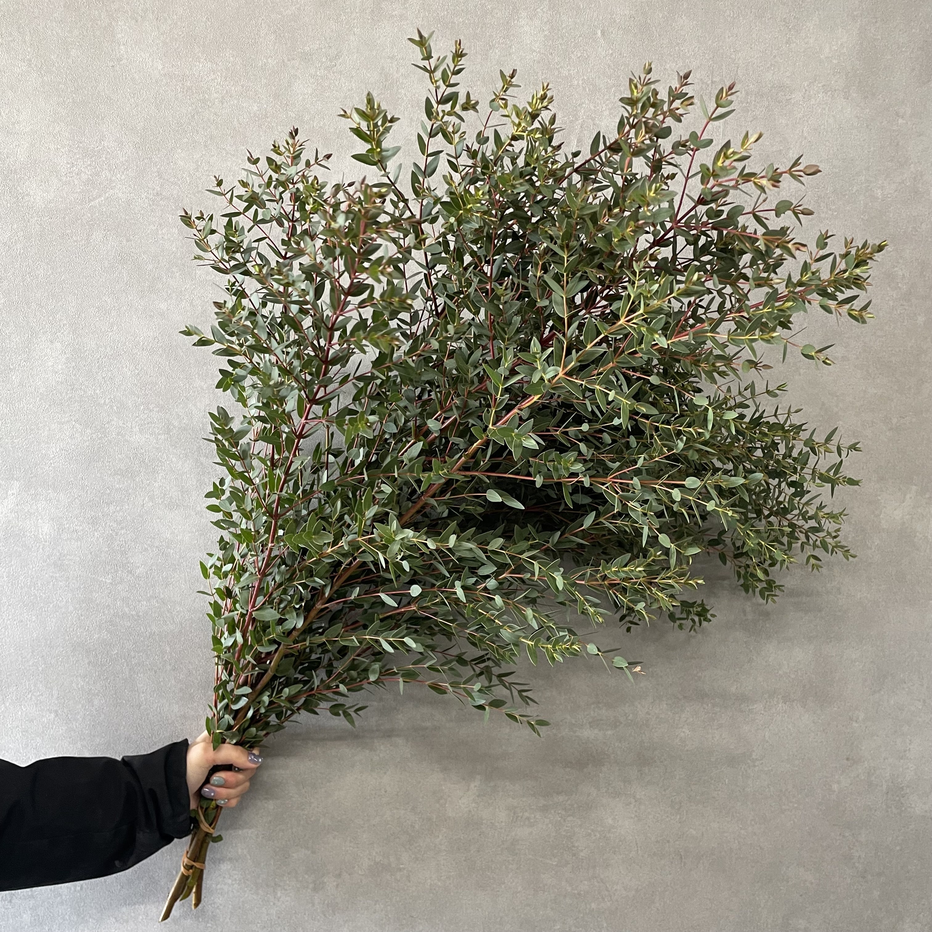 ユーカリ　パルブラ　秀 90cm ※ステム細太あります