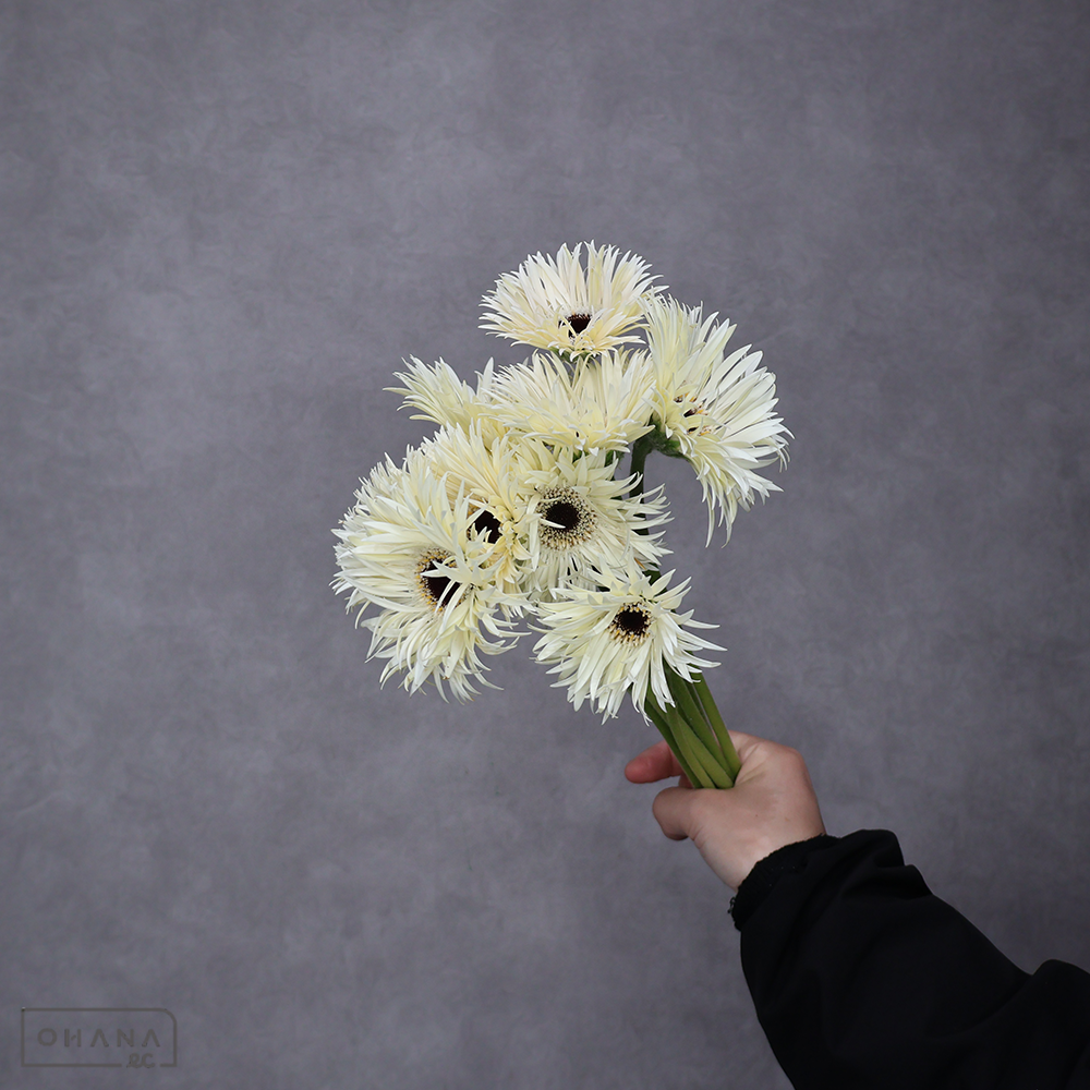 ガーベラ　ガーデンゴースト※少々キズあり