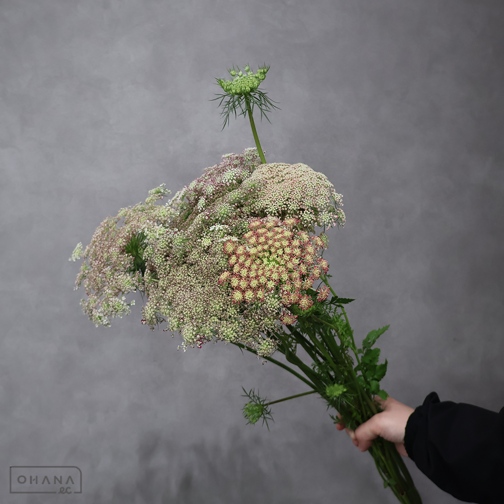 レースフラワー　ダウカスロゼ