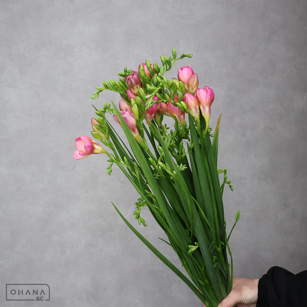 フリージア　サンドラ