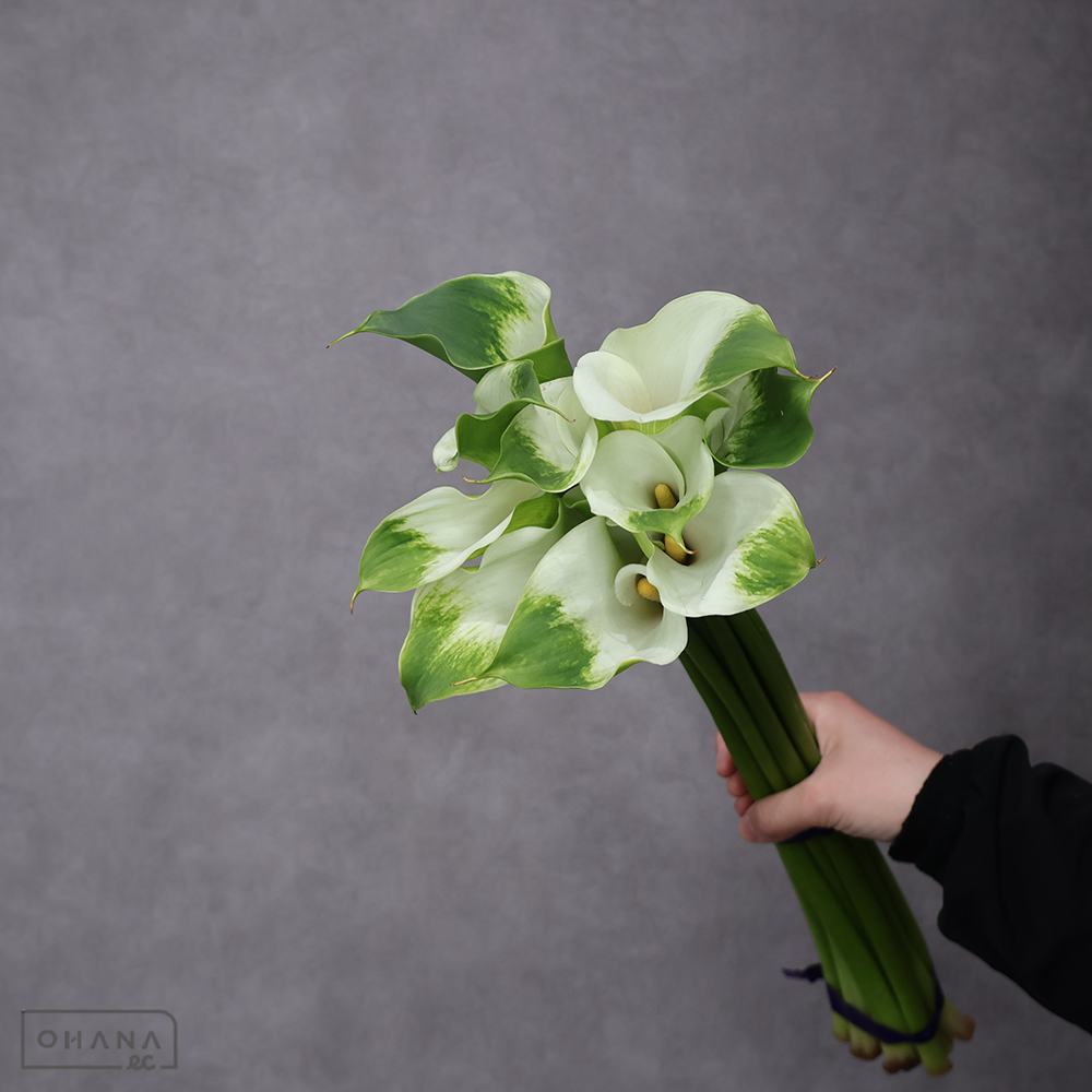 カラー　グリーンゴッデス