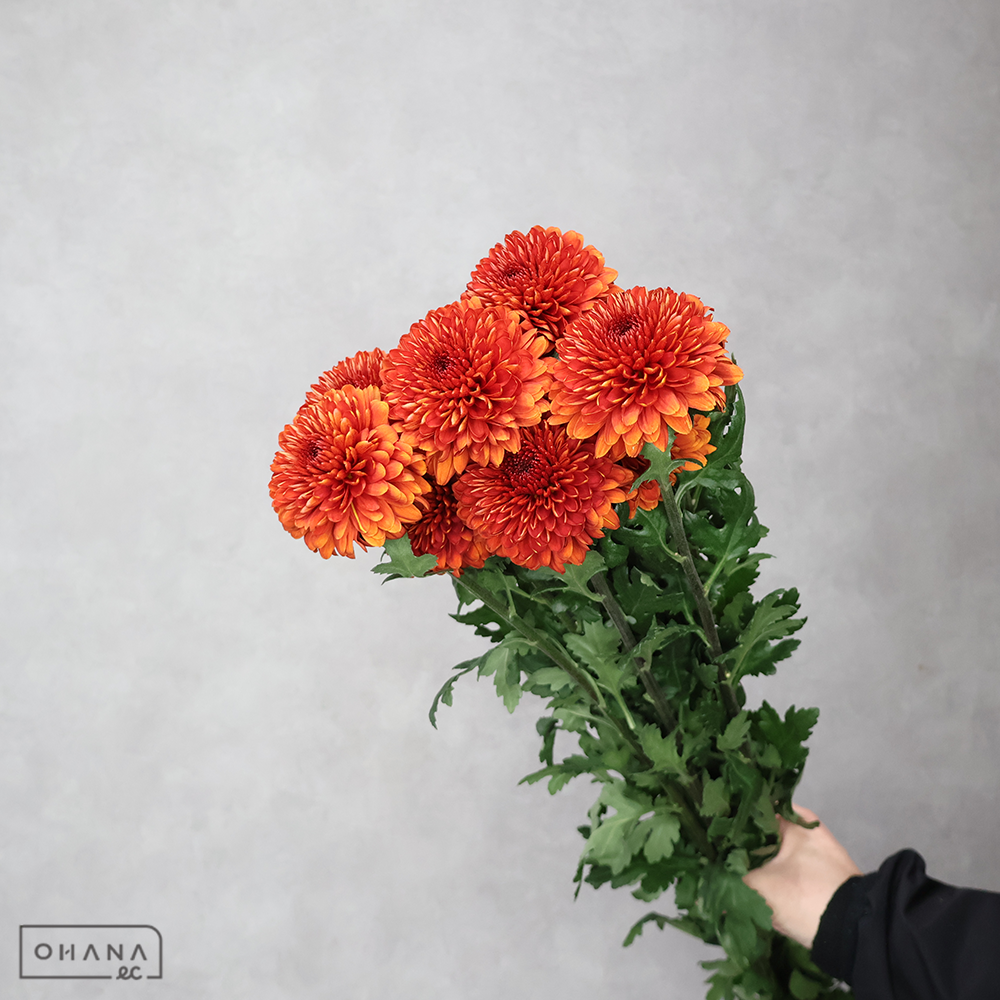 マム　パラドフダーク