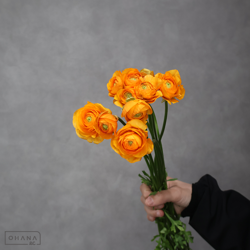 ラナンキュラス　ディーニュ