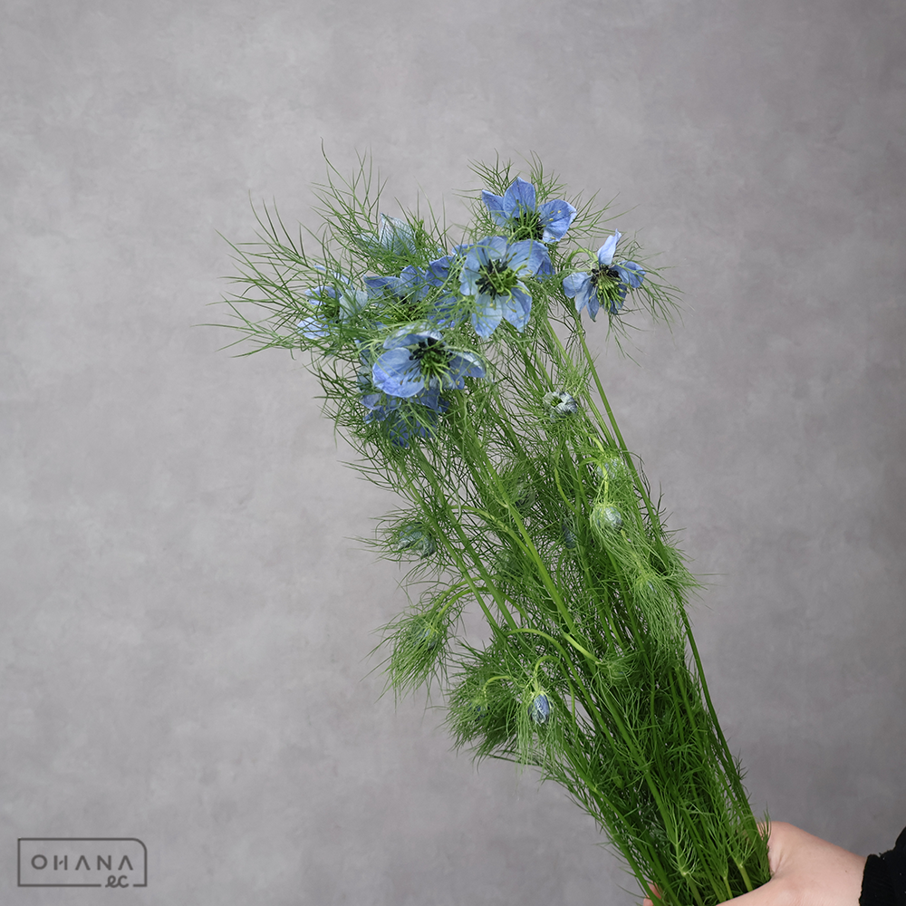 ニゲラ　ブルーイスタンブール