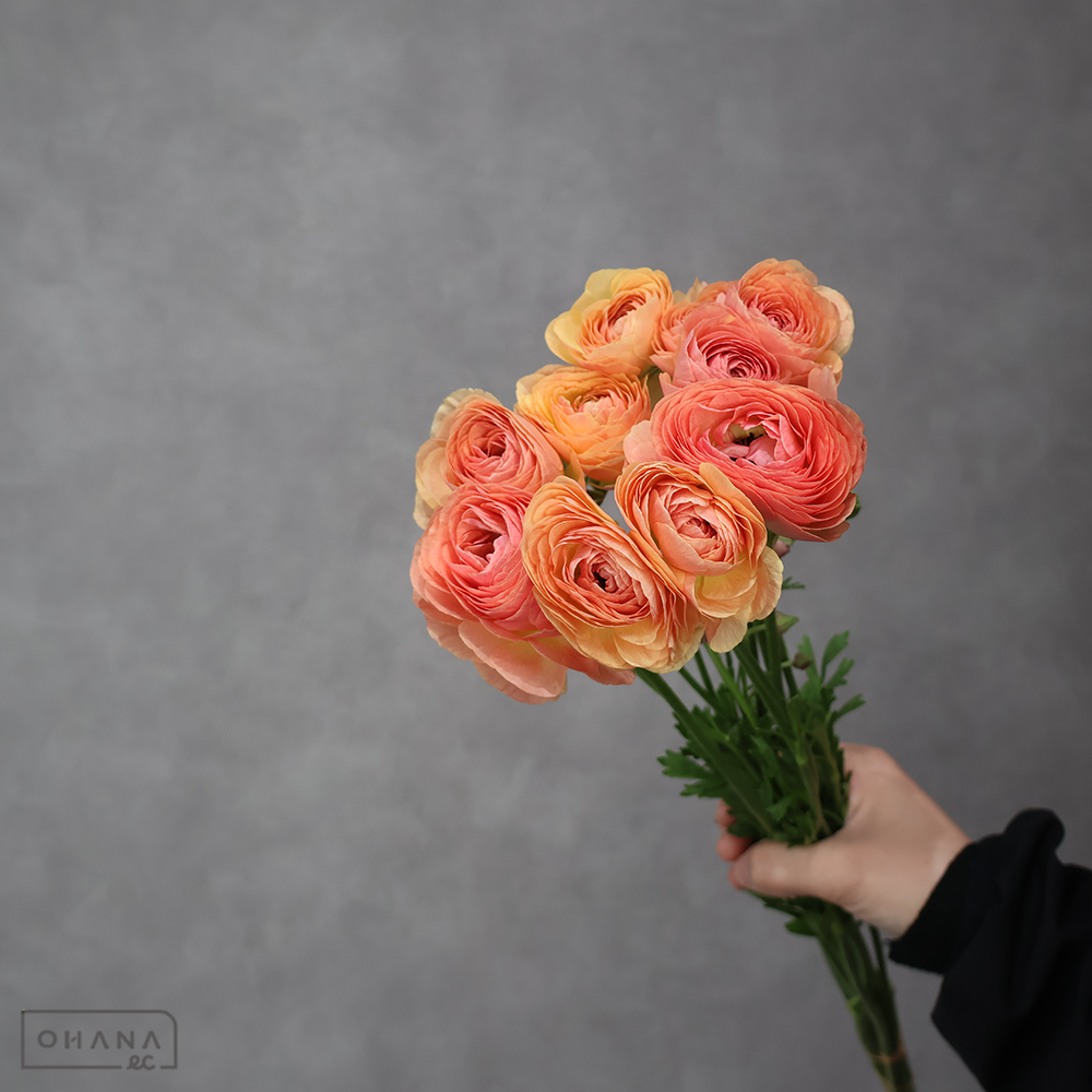 ラナンキュラス　エムピーチ