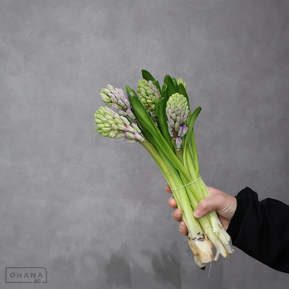 ヒアシンス　スプレンディドコーネリア