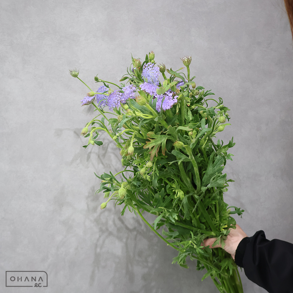 レースフラワー　ブルーレースフラワー