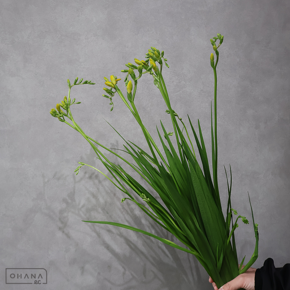 フリージア　アラジン