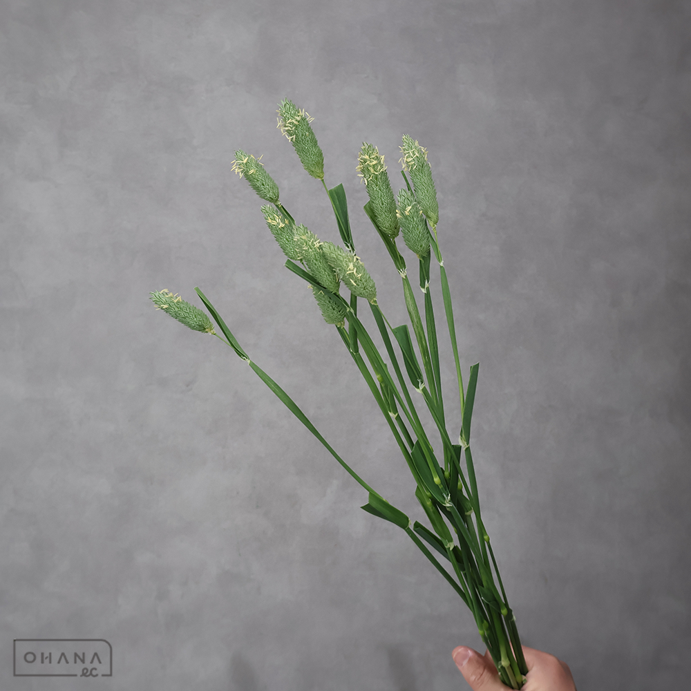 グラス カナリークサヨシ