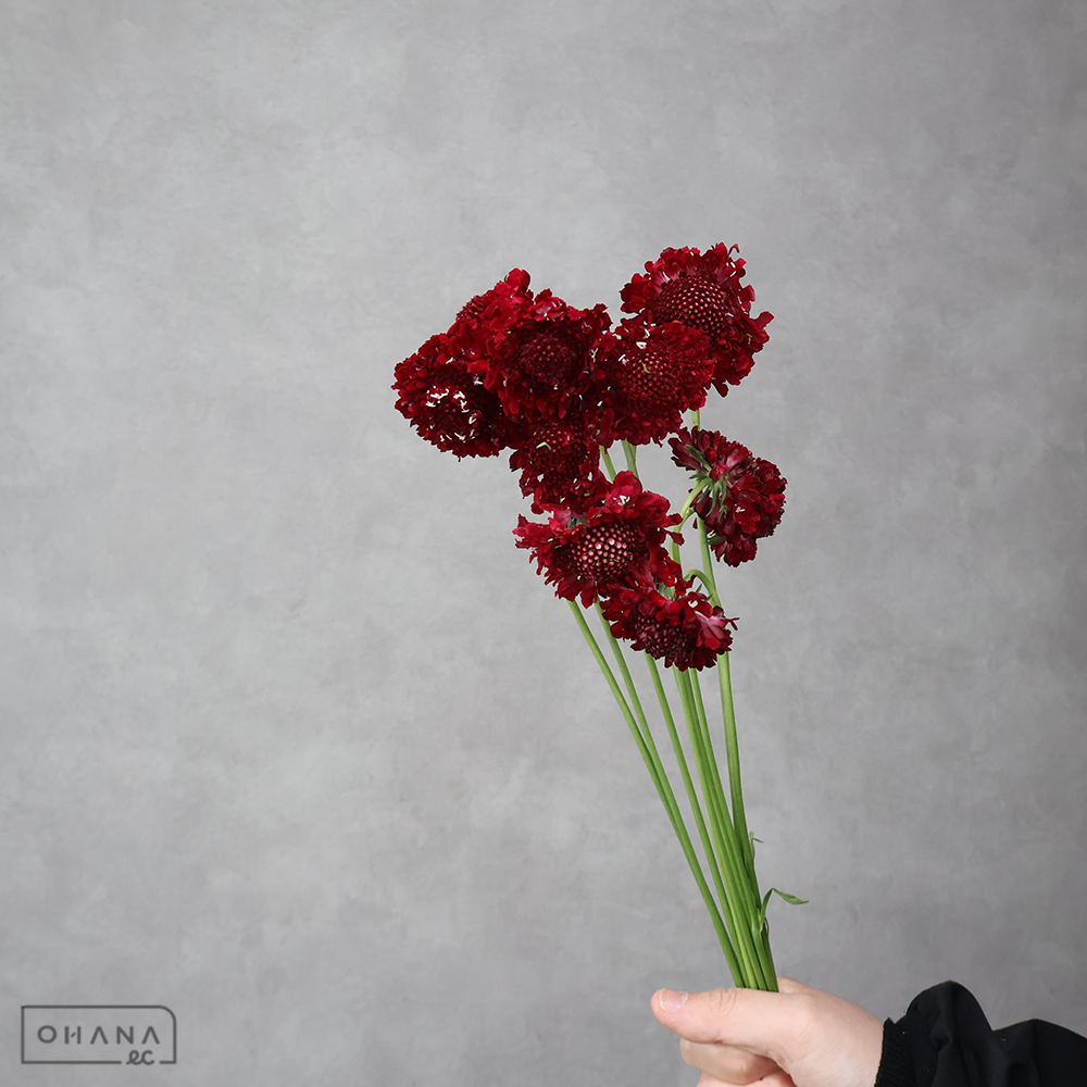 スカビオサ　スクープレッドアップル