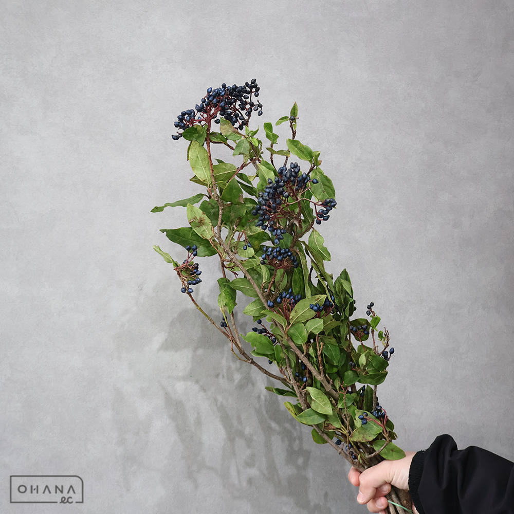 ビブルナム　ティヌスベリー※葉悪い