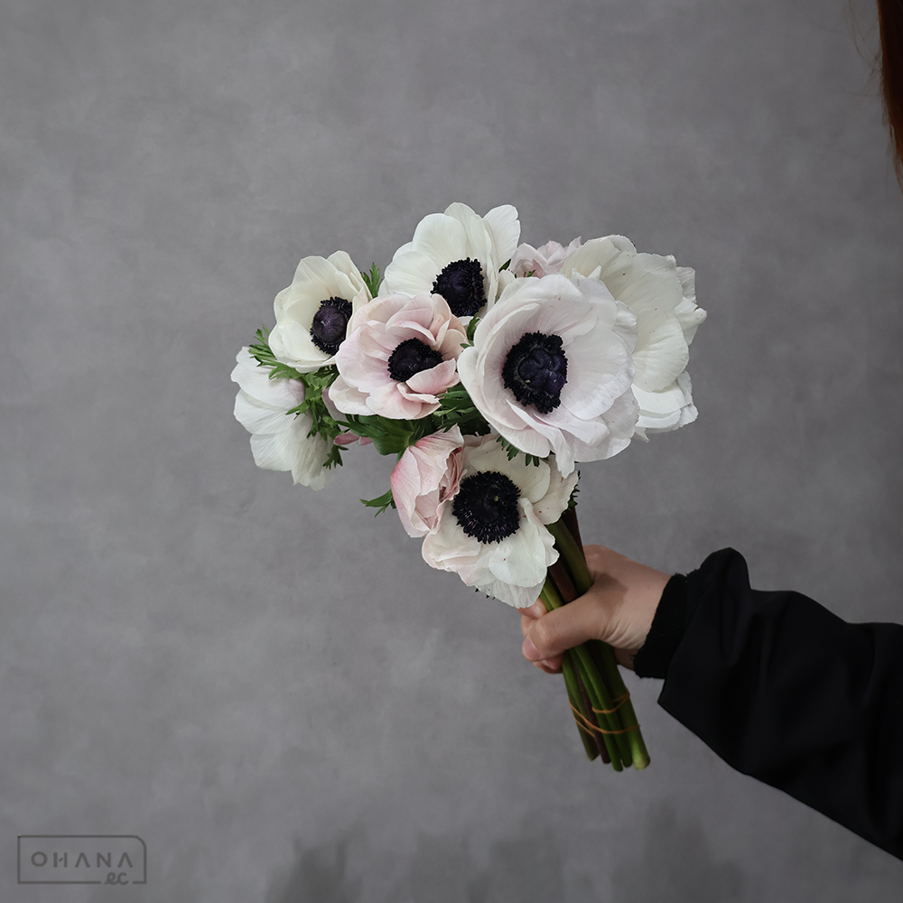 アネモネ　ミストラルホワイトＢセンター ※咲き