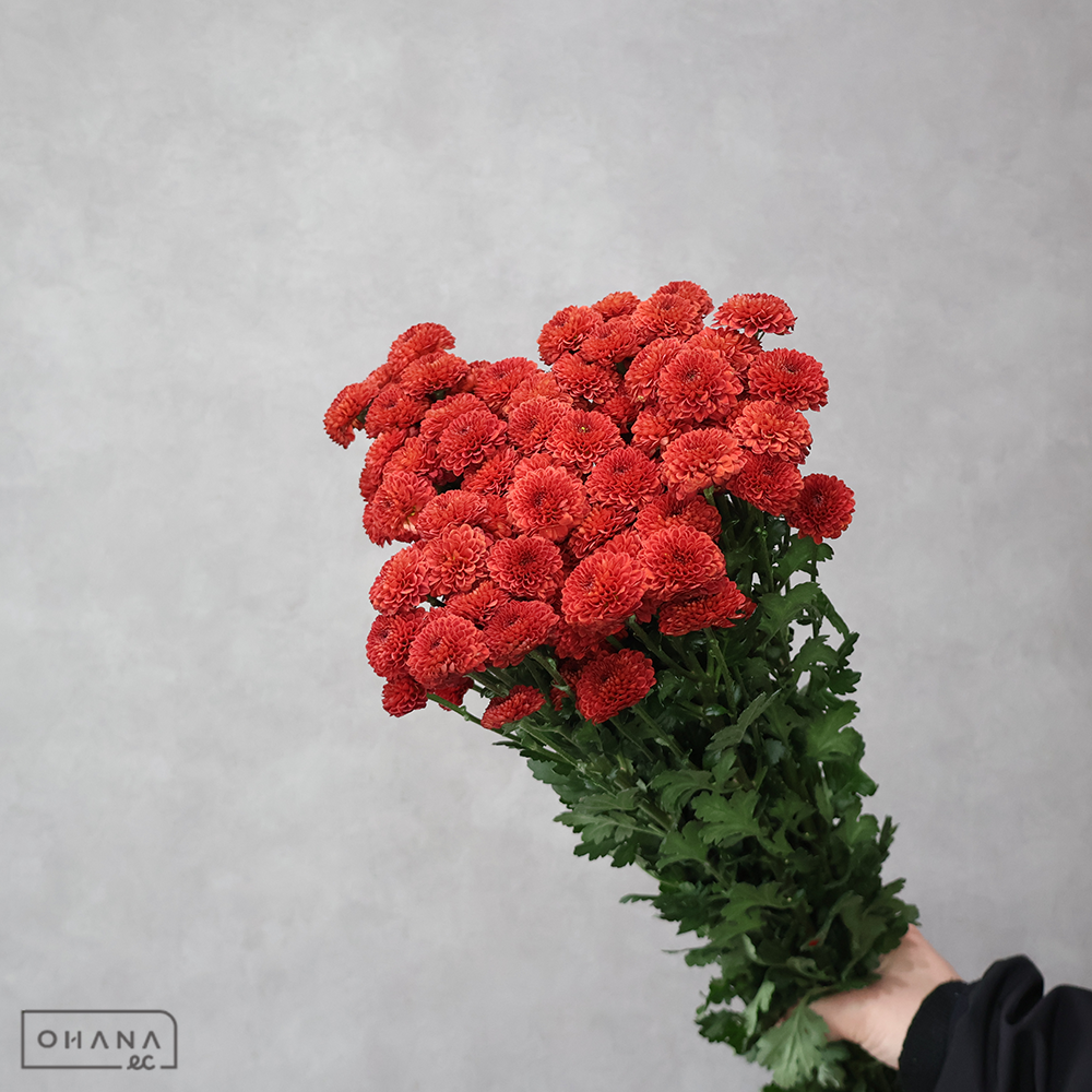 スプレーマム　ポルカドット