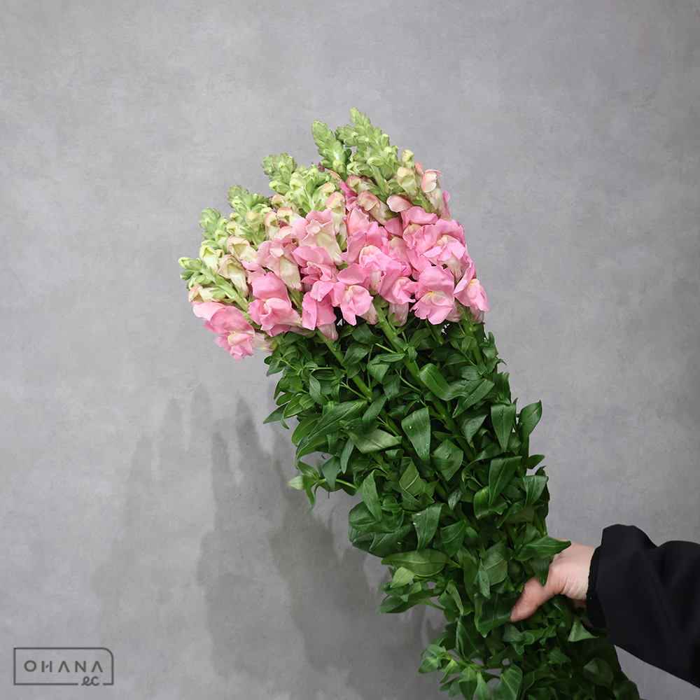 金魚草　レジェピンク