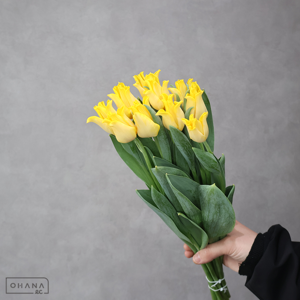 チューリップ　キングスクラウン