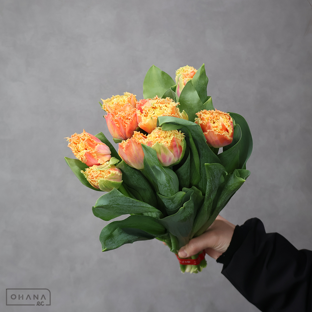 チューリップ　ブリスベン